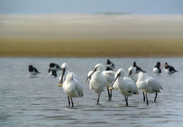 Camping Wad Noch Meer Anna Paulowna المظهر الخارجي الصورة